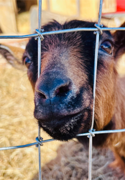 goat close up through fence image
